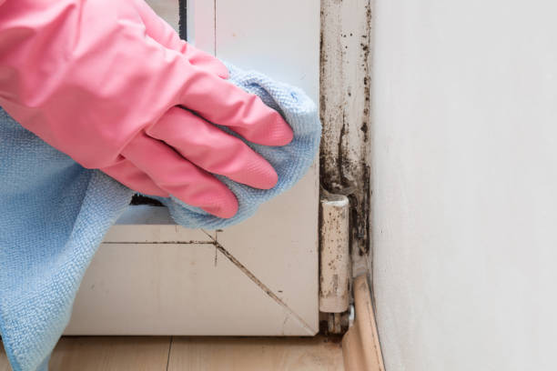 Best Attic Mold Removal  in Ransomville, NY